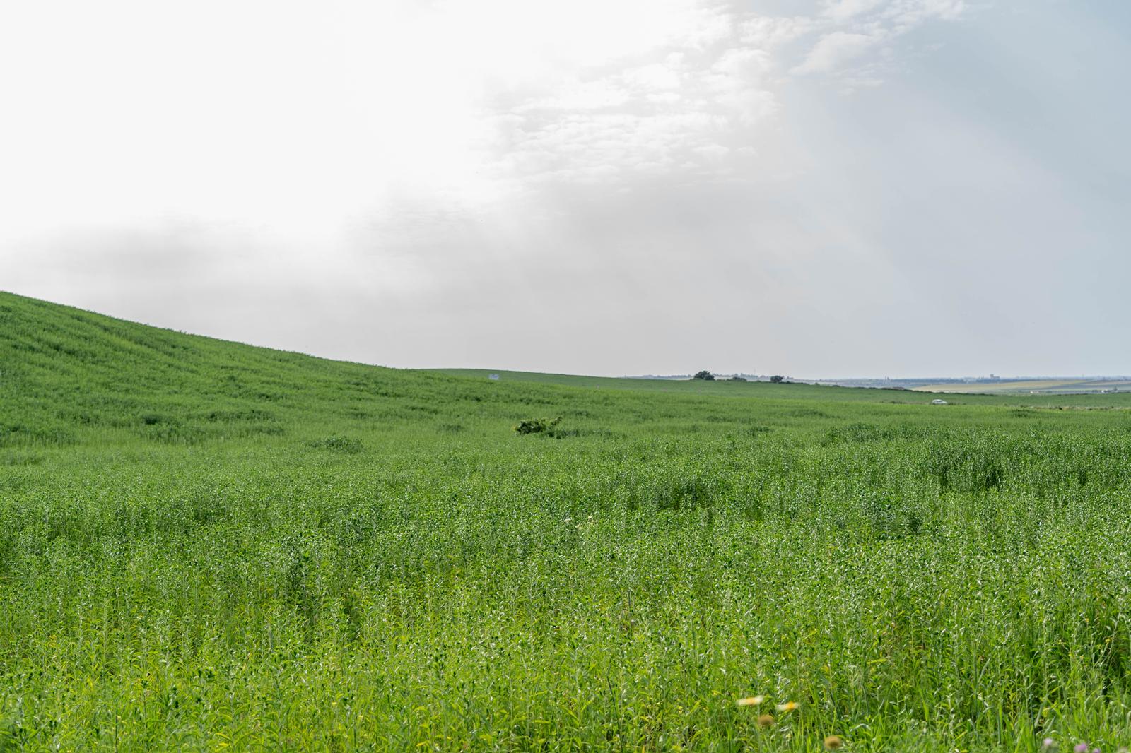 Campos verdes de la finca