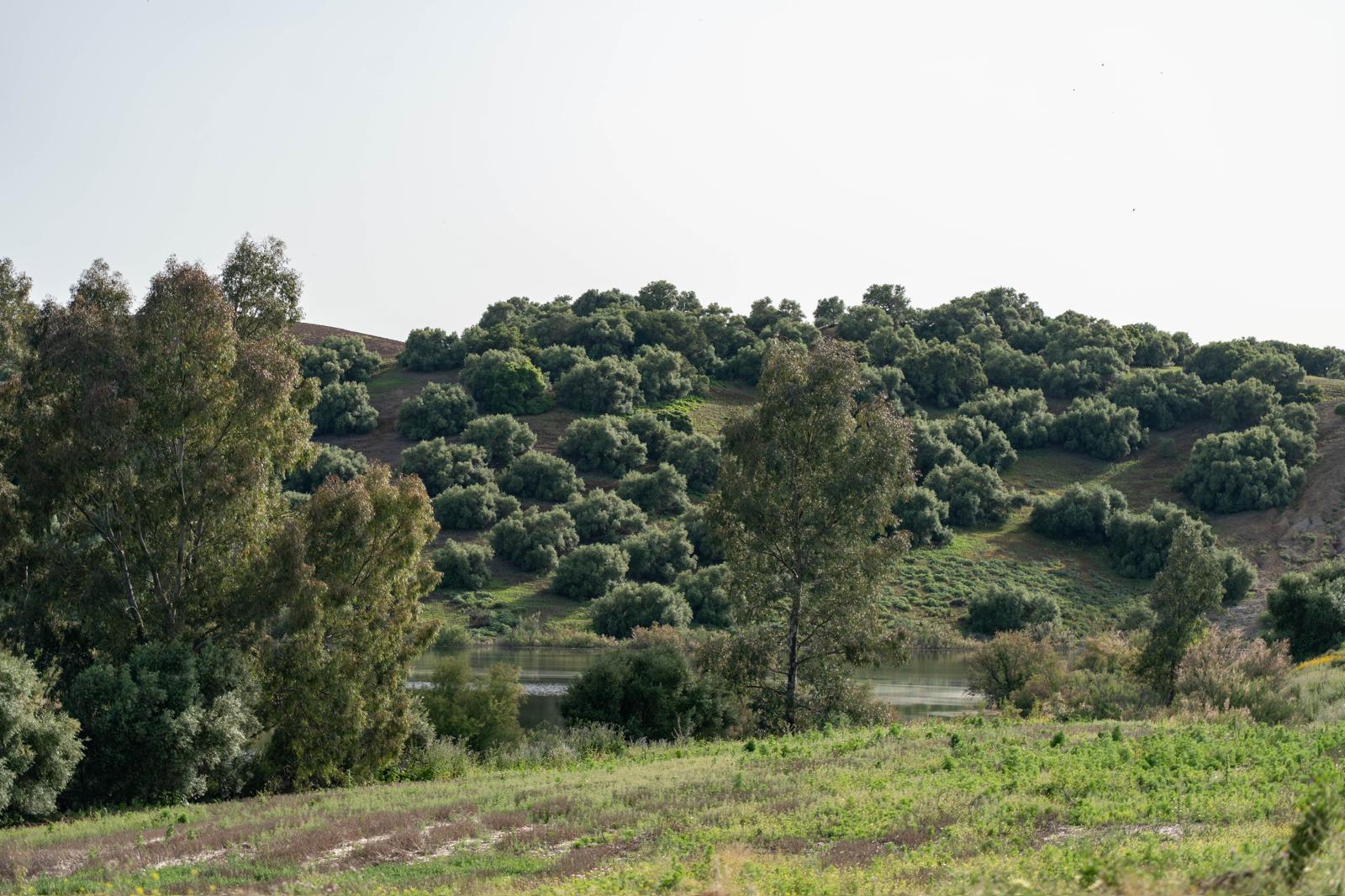 Finca Los Montecillos